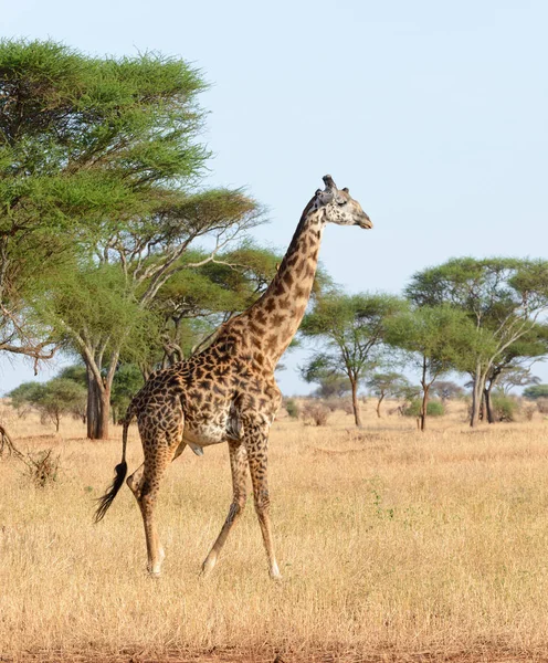 Closeup Masai Giraffe Scientific Name Giraffa Camelopardalis Tippelskirchi Twiga Swaheli — Stock Photo, Image