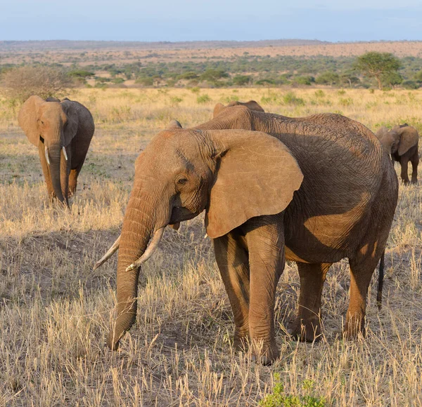 Szekrény Afrikai Elefánt Tudományos Név Loxodonta Africana Vagy Tembo Swaheli — Stock Fotó