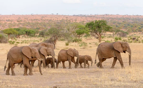 Zbliżenie Słonia Afrykańskiego Nazwa Naukowa Loxodonta Africana Lub Tembo Suaheli Zdjęcia Stockowe bez tantiem