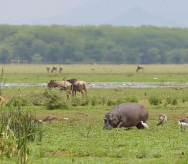 Hippopotamus 'un (bilimsel adı: Hippopotamus amphibius, veya Swaheli' de 