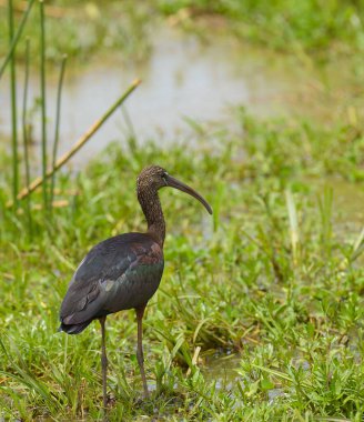 Manyara Gölü Milli Parkı 'nda Parlak Ibis (Plegadis falcinellus)