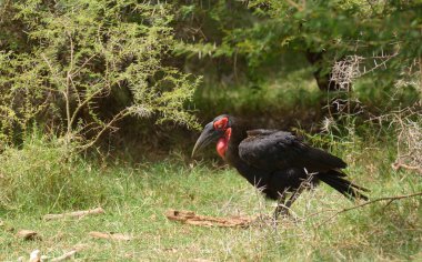 Güney Ground Hornbill yürüyor, yiyecek arıyor.