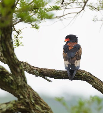 Bateleur Kartalı (Terathopius ekaudatus) bir dala oturmuş