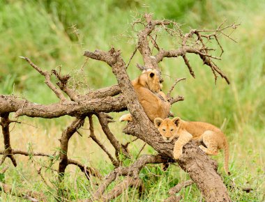  Swaheli 'deki Serengeti Milli Parkı' nda (bilimsel adı: Panthera leo, veya Simba) aslan yavruları bir ağaca tırmanır.