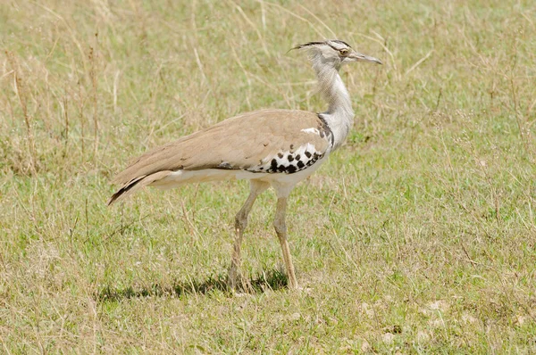 Portrit Kori Bustard Ardeotis Kori Struthiunculus Ngorongoro Crate — Stock Photo, Image