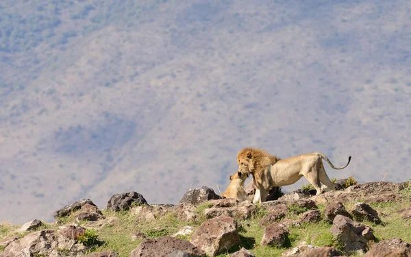 Oroszlán Büszkesége Tudományos Név Panthera Leo Vagy Simba Swaheliben Tanzániai — Stock Fotó