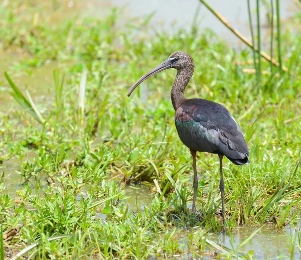 Γυαλιστερό Ibis Plegadis Falcinellus Στο Εθνικό Πάρκο Της Λίμνης Manyara Royalty Free Εικόνες Αρχείου