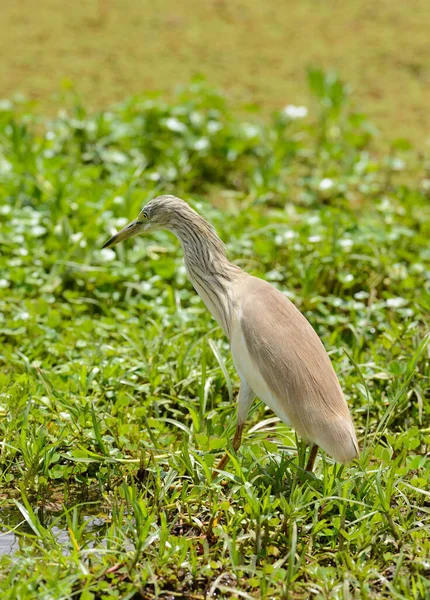 Garza Squacco Ardeola Reall Imagen de stock