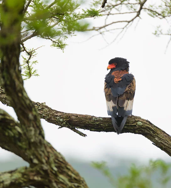 Bateleur Águila Terathopius Ecaudatus Sentado Una Rama Fotos de stock