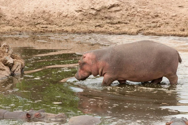 Hippopotamus Tudományos Név Hippopotamus Amphibius Vagy Kiboko Swaheli Közeli Képe Stock Kép