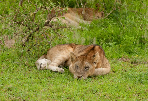 在位于坦桑尼亚塞伦盖蒂国家公园的Safari上拍摄的狮子自豪感的照片 Panthera Leo 斯瓦希里语 — 图库照片