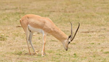 Bir ağacın tepesindeki leopar (bilimsel adı: Panthera pardus, veya Swaheli 'de 