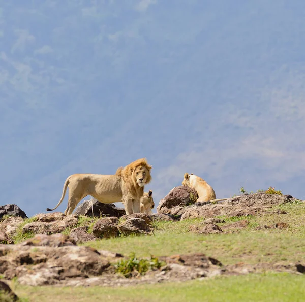 Oroszlán Büszkesége Tudományos Név Panthera Leo Vagy Simba Swaheliben Tanzániai — Stock Fotó