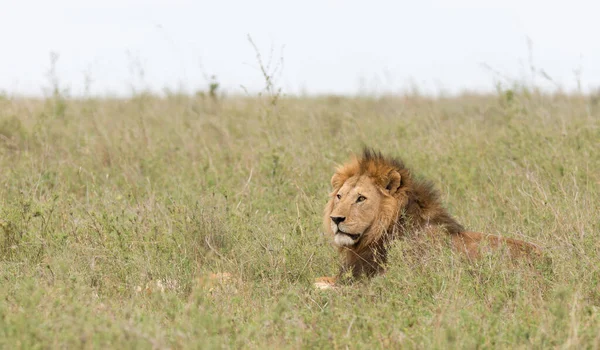 Closeup Lion Pride Scientific Name Panthera Leo Neboli Simba Swaheli — Stock fotografie