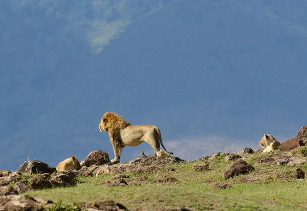 Léopard Sur Arbre Nom Scientifique Panthera Pardus Chui Swaheli Dans Image En Vente