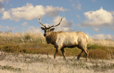 Lone bull Tule Elk (Wapiti) clipart