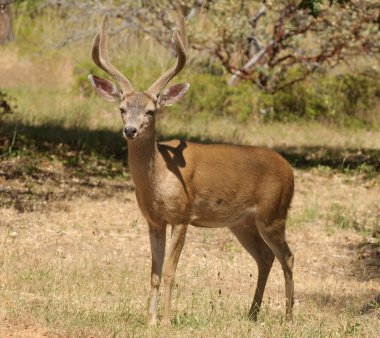 Kaliforniyalı siyah-kuyruk kova