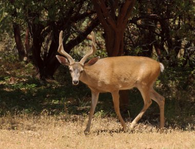 Kaliforniyalı siyah-kuyruk kova