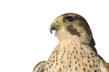 Peregrine Şahini
