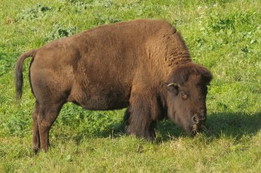 Kuzey Amerika bizonu
