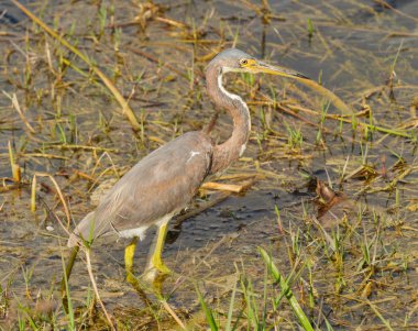 Tricolored balıkçıl