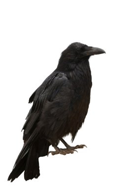 Common Raven clipart