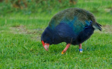 Takahe (porphyrio hochstetteri)