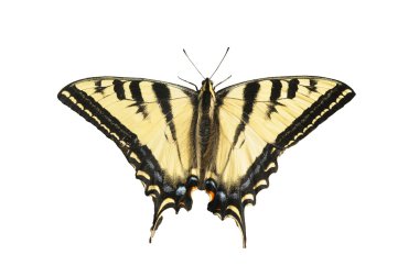 Batı kaplan swallowtail kelebek