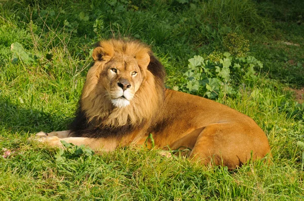 Lion resting after a meal — Stock Photo, Image