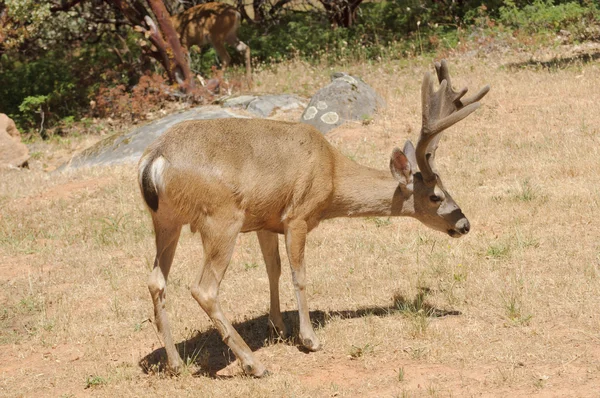 Kaliforniska Svartstjärtad buck — Stockfoto