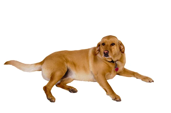 Brown Dog resting — Stock Photo, Image