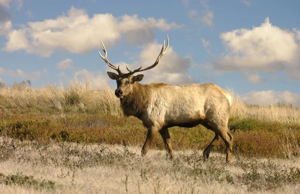 Lone älgtjur tule (wapiti) — Stockfoto