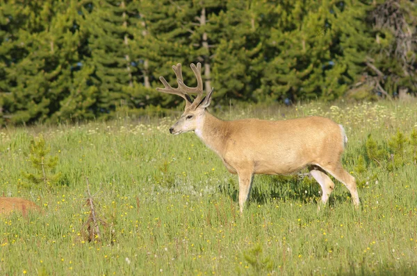 Cerf mulet mâle — Photo