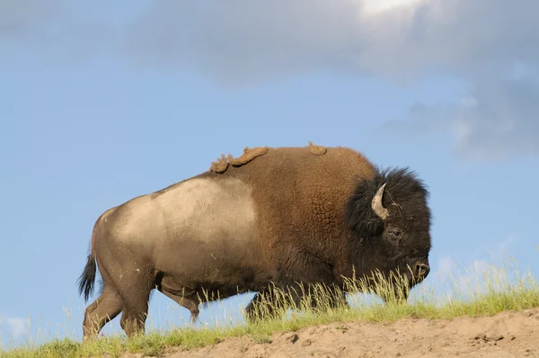 Bisonte norteamericano — Foto de Stock