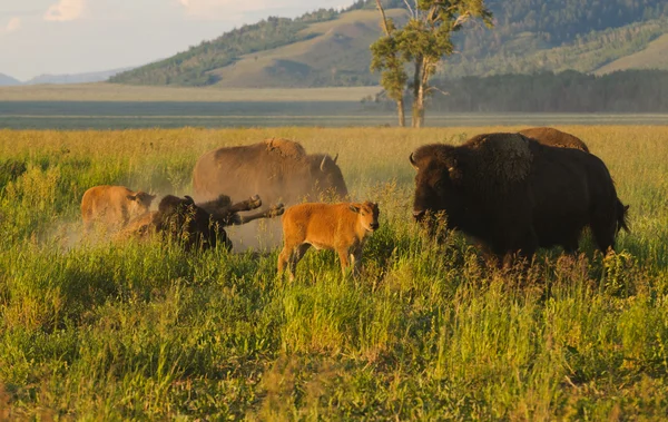北アメリカの水牛 — ストック写真