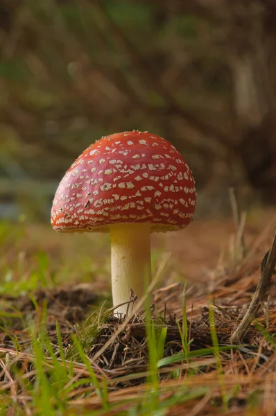 Aminita Muscaria — Photo