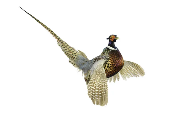 Male Pheasant — Stock Photo, Image