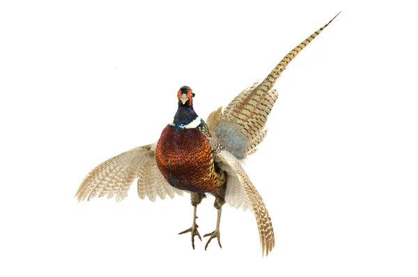 Male Pheasant — Stock Photo, Image