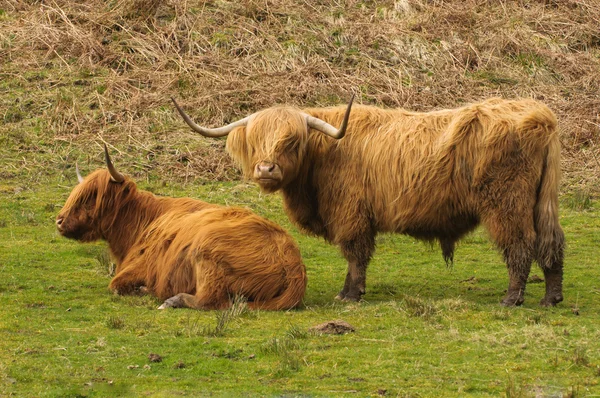 Bovins des Highlands, Écosse — Photo