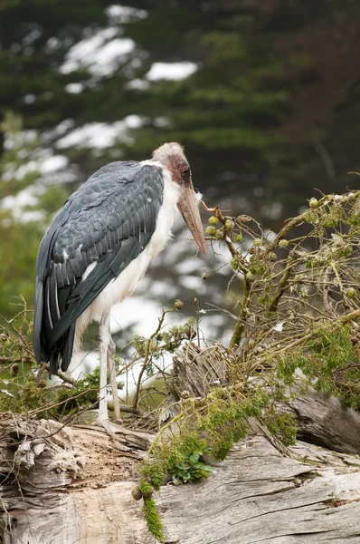 Nid de cigogne Marabou — Photo