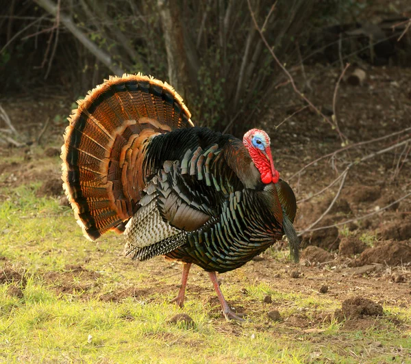 tom eşyalarını çalım