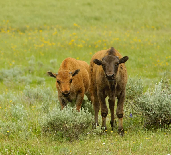 Young bisons — Stock Photo, Image