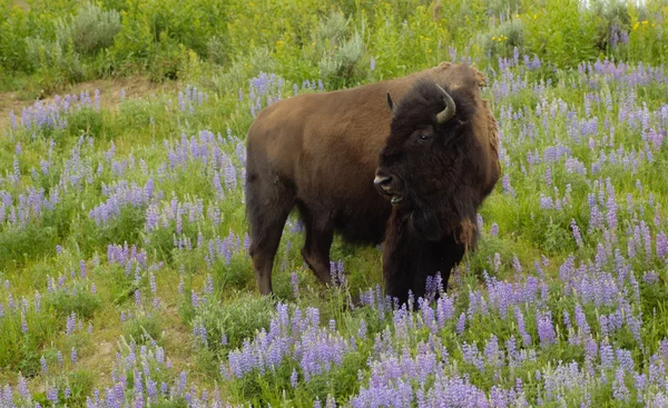 American Buffalo Bull — Stock Photo, Image