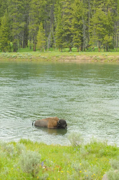 Amerikanska buffalo crossing Yellowstonefloden — Stockfoto
