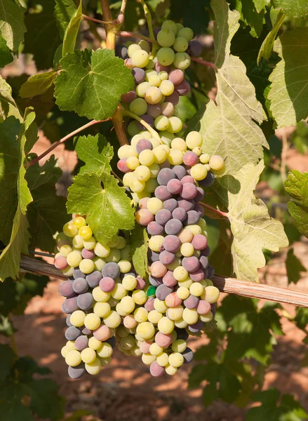 Wijngaard in de uitlopers van de sierra nevadas — Stockfoto