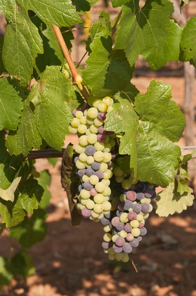 Vinice na úpatí sierra Nevada — Stock fotografie