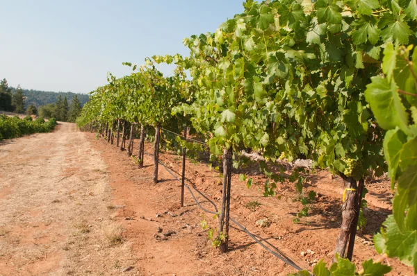 Vineyard in the foothills of the Sierra Nevadas — Stock Photo, Image