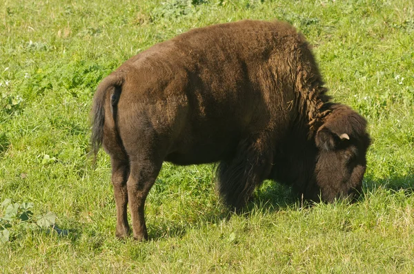 Nordamerikanska bison — Stockfoto