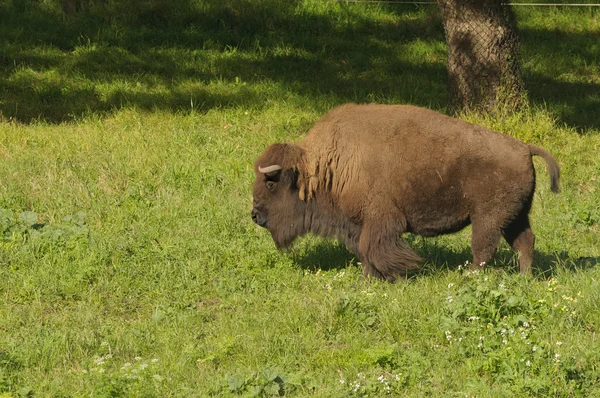 Bisonte norte-americano — Fotografia de Stock