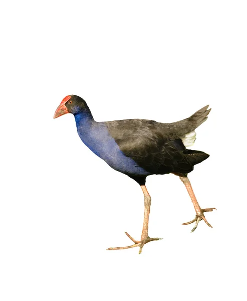 新西兰 pukeko — 图库照片